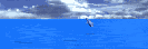 Galapagos Island Index