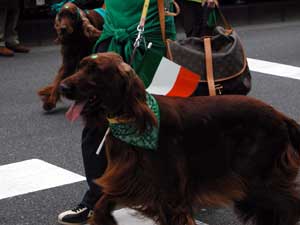 Irish setters 2/ACbVEZb^[ 2