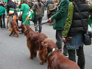 Irish setters 3/ACbVEZb^[ 3