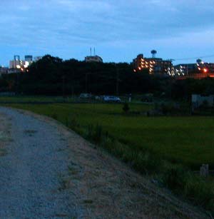 white path, rice field/Ac